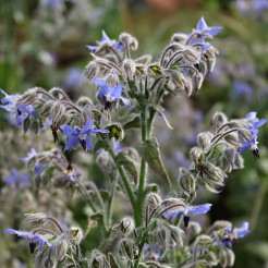 Borage