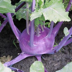 Kohlrabi Delikatess Blauer