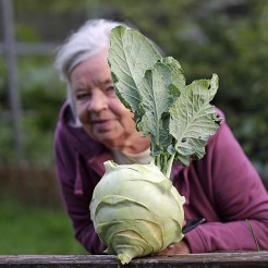 Kohlrabi Gigant