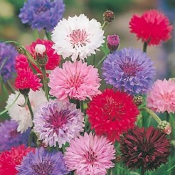 Cornflower Polka Dot Mix