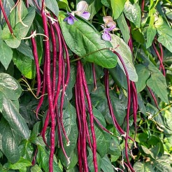 Garter bean Purple Pod seeds