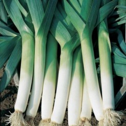 Summer leek Large American Flag
