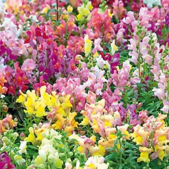Snapdragon Tom Thumb mixed