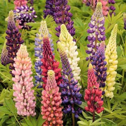 Lupin Russel Hybrids mixed