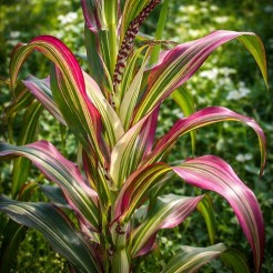 Ornamental corn Stars and Stripes