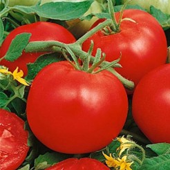 Tomato Marglobe