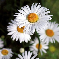 Ox-eye daisy May Queen 