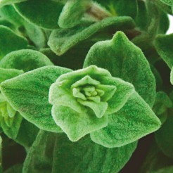Kruiden Marjolein hot and spicy plant
