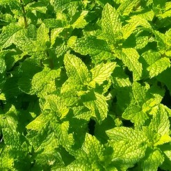 Spearmint