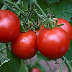 Tomato Matina