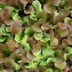 Mesclun mix