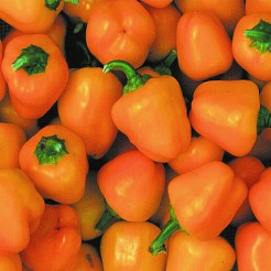 Sweet pepper Mini Bell yellow