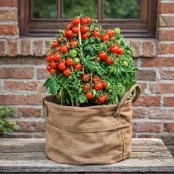 Container tomato Minibel