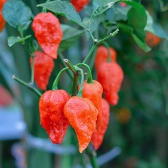 Hot pepper Naga Morich