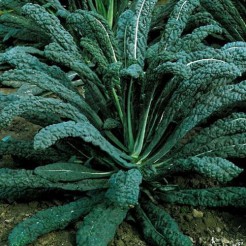 Palm cabbage Nero di Toscana