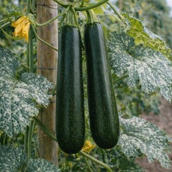 Climbing Courgette Ola Escaladora