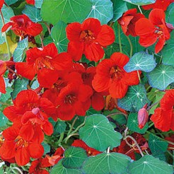 Nasturtium Empress of India