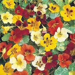 Nasturtium Jewel Mixed