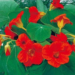 Nasturtium Scarlet Gleam