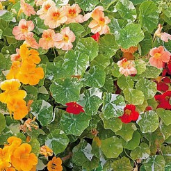 Nasturtium Alaska Mixed