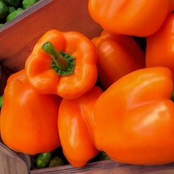 Sweet pepper Orange Sun