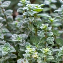 Oregano (wilde Marjolein)