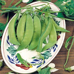 Snow Pea Oregon Sugar Pod