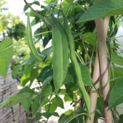 Runner Bean Painted lady