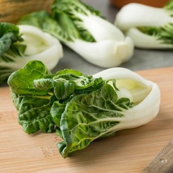 Chinese cabbage Pak Choi Canton Dwarf White