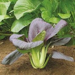 Chinese cabbage Pak Choi Red Inferno