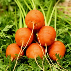 Carrot Parisian Market 4