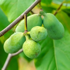 Pawpaw