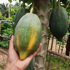 Pawpaw