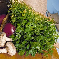 Parsley Comune 2