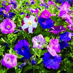 Petunia Nana Compacta mixed