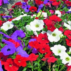 Petunia Pendula mixed