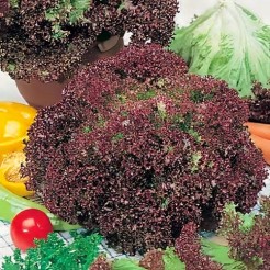 Picking lettuce Lollo Rossa