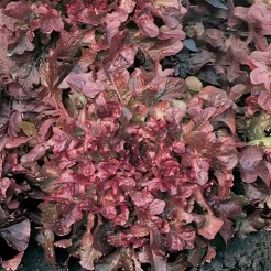 Picking lettuce Salad Bowl Red