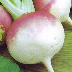 Turnip Purple top white globe