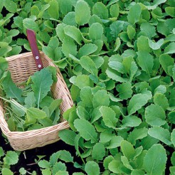 Green Turnip-Tops