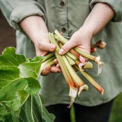 Rhubarb Victoria