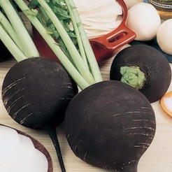 Black Radish round black