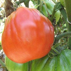 Plum tomato Red Pear
