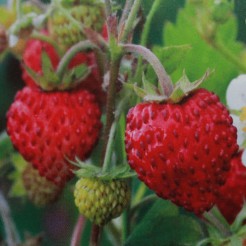 Alpine Strawberry Regina