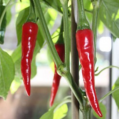 Hot pepper Ring of Fire