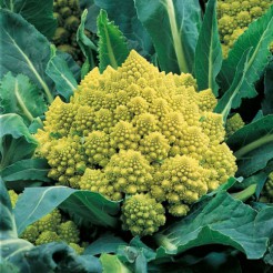 Cauliflower Romanesco Natalino