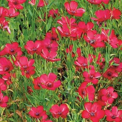 Red Flax