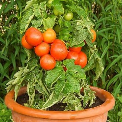 Container tomato Rotkappchen