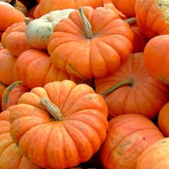 Pumpkin Rouge Vif D'Etampes (Cinderella)