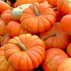 Pumpkin Rouge Vif D'Etampes (Cinderella)